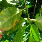A mild infection of coffee rust on a tree in Mexico. (Image Credit: John Vandermeer, ScienceDaily.com) A mild infection of coffee rust on a tree in Mexico. (Image Credit: John Vandermeer, ScienceDaily.com)